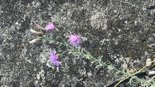 spotted knapweed
