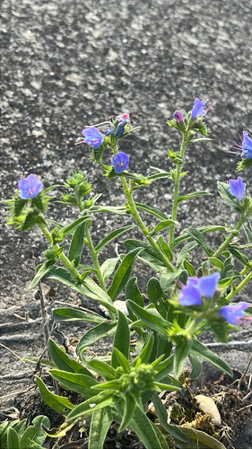 viper's-bugloss