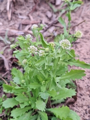 Acicarpha tribuloides, photograph (c) Rocío Esmeralda Pose, some rights reserved (CC BY)