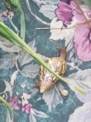 Lissachatina fulica