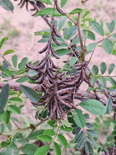 Indigofera suffruticosa observed 2026-08-11