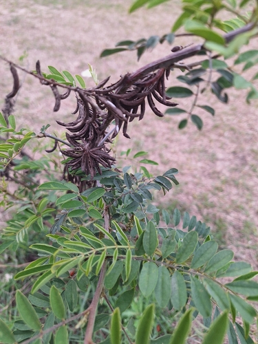Indigofera suffruticosa, photograph 2
