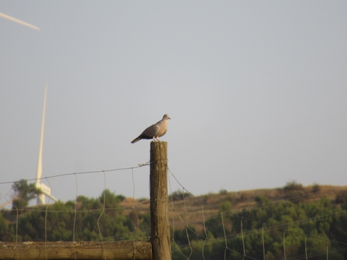 Eurasian Collared-Dove