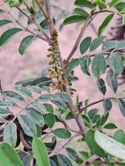 Indigofera suffruticosa, photograph (c) Rocío Esmeralda Pose, some rights reserved (CC BY)