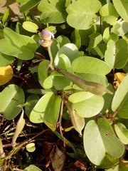 Ipomoea pes-caprae