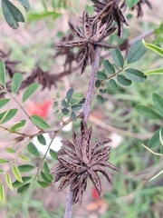 Indigofera suffruticosa, photograph (c) Rocío Esmeralda Pose, some rights reserved (CC BY)
