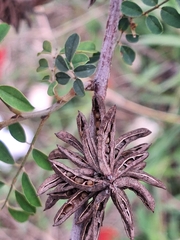 Indigofera suffruticosa, photograph (c) Rocío Esmeralda Pose, some rights reserved (CC BY)
