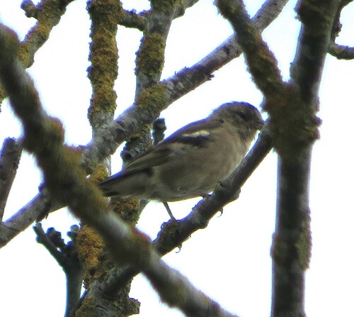 Common Chaffinch