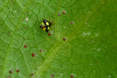 Image of Theridula gonygaster