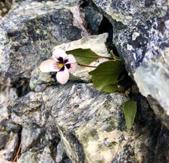 Viola cuneata