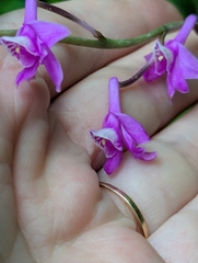 Graceful Anthogonium (Anthogonium gracile)