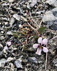 Viola cuneata
