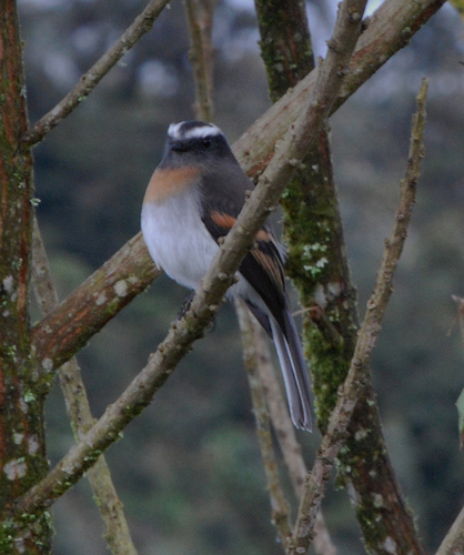 Rufous-breasted Chat-Tyrant