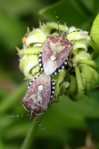 Beerenwanze
