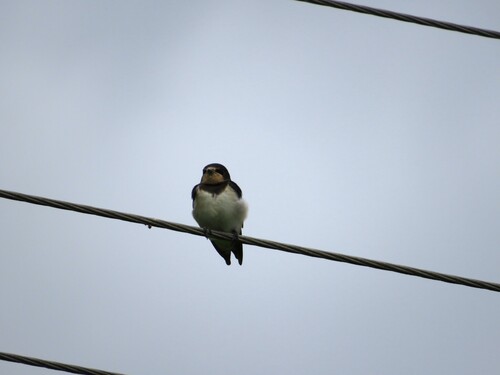 Barn Swallow