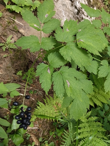 Eurasian baneberry