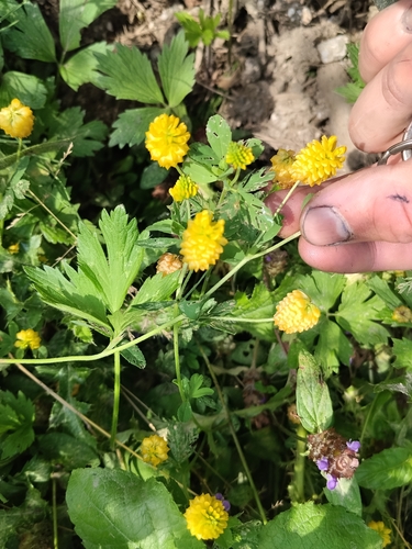 large hop clover