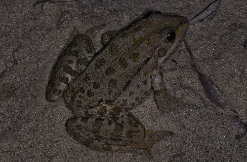 Marsh Frog