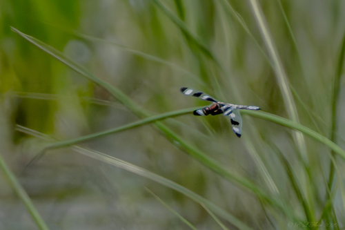 Twelve-spotted Skimmer