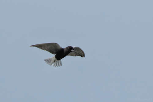 Black Tern