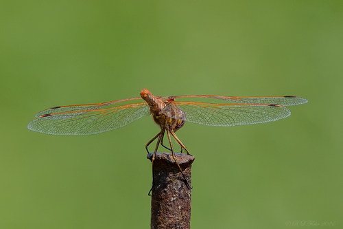Variegated Meadowhawk