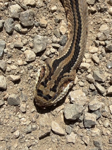 Central American Rattlesnake