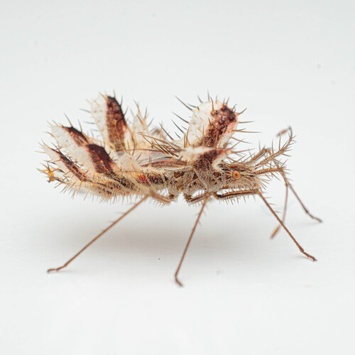Golden egg bug