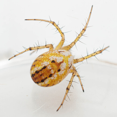 Cricket-bat Orbweaver