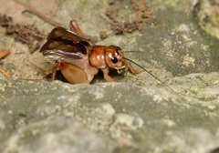 Anurogryllus arboreus