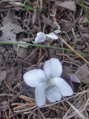 Viola blanda