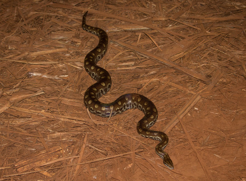 Paraguayan Rainbow Boa, Epicrates crassus