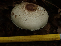 Agaricus abruptibulbus