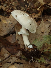 Agaricus abruptibulbus