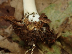 Agaricus abruptibulbus