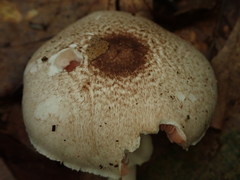 Agaricus abruptibulbus