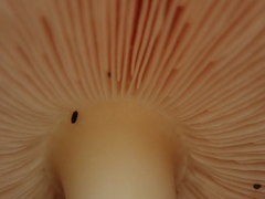 Agaricus abruptibulbus