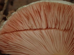 Agaricus abruptibulbus