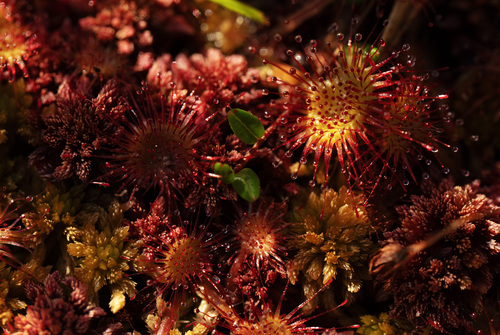 round-leaved sundew