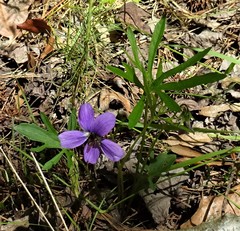 Viola brittoniana