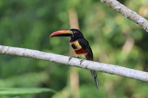 Fiery-billed Aracari