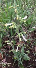 Penstemon oklahomensis