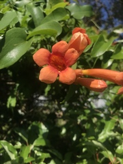 Campsis radicans image