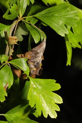 Monilinia johnsonii