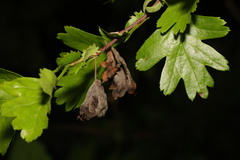 Monilinia johnsonii