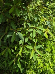 Saurauia napaulensis