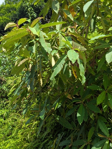 Saurauia napaulensis, photograph 2