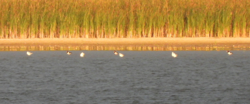 Eurasian Oystercatcher