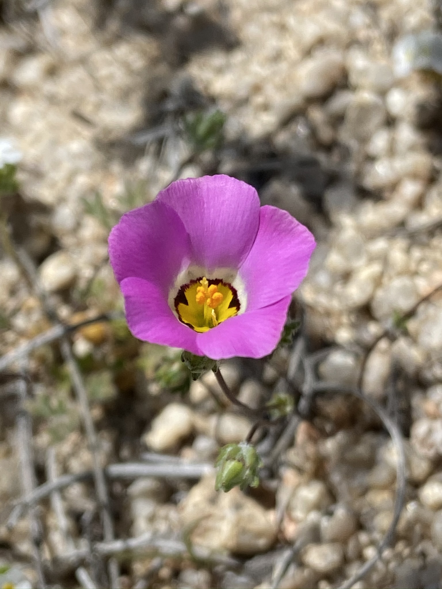 Linanthus bellus