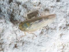 Macrosteles quadrilineatus