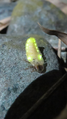 Lamprohiza splendidula